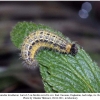 carch lavatherae larva5a